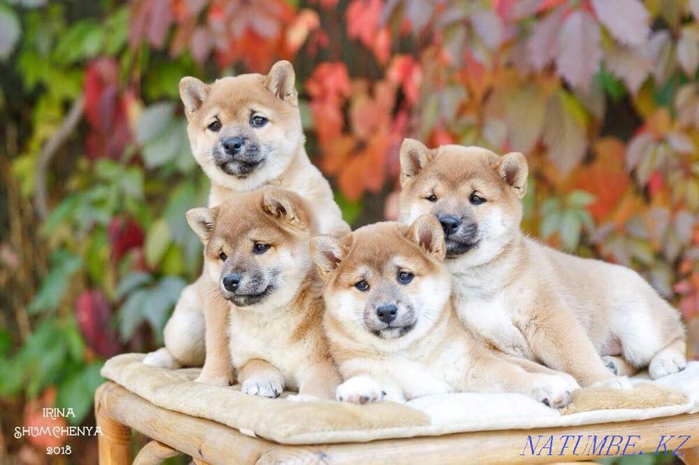 Shiba (Shiba Inu) Almaty - photo 3