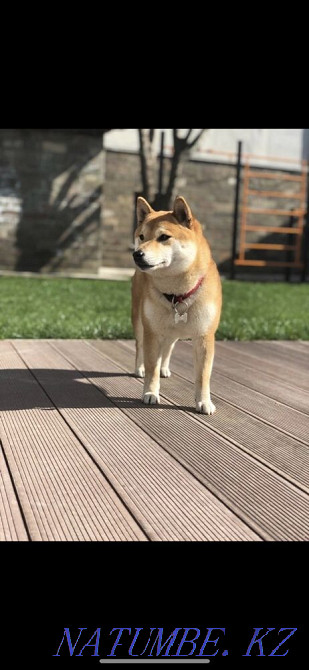 Shiba (Shiba Inu) Almaty - photo 1