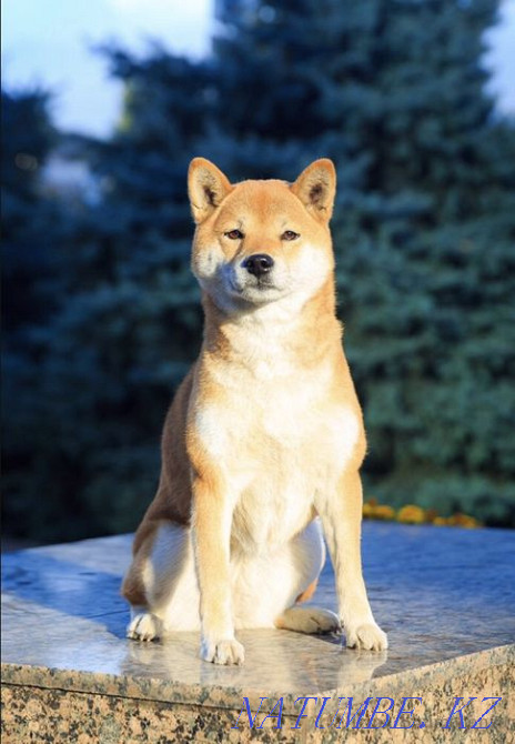 Shiba (Shiba Inu) Almaty - photo 7