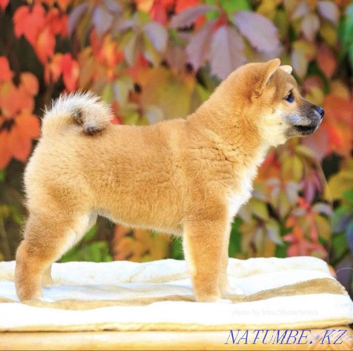 Shiba (Shiba Inu) Almaty - photo 5