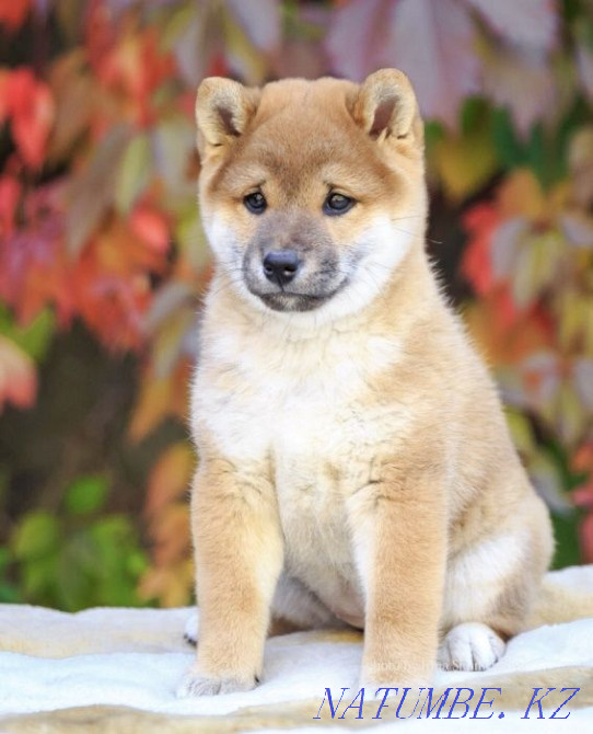 Shiba (Shiba Inu) Almaty - photo 4