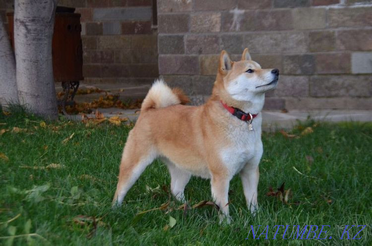 Shiba (Shiba Inu) Almaty - photo 2