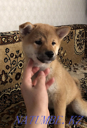 Shiba Inu puppy Almaty - photo 1