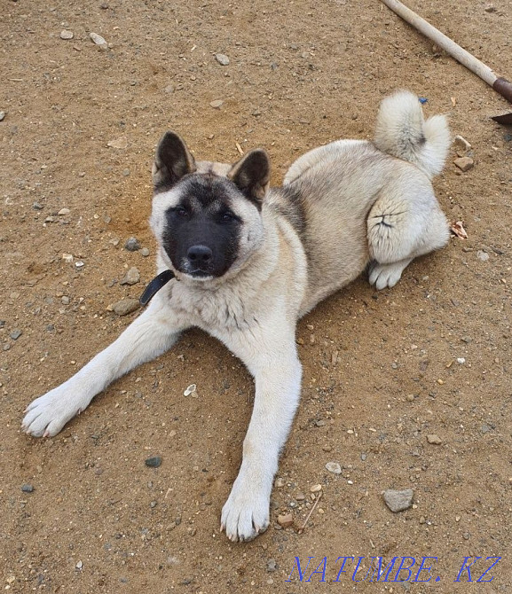 American Akita for sale Aqtobe - photo 1