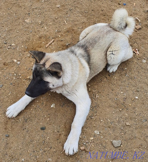 American Akita for sale Aqtobe - photo 2