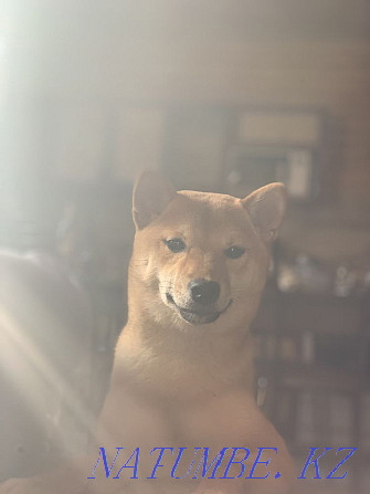 Instagrammable Puppies: Shiba Inu Almaty - photo 4