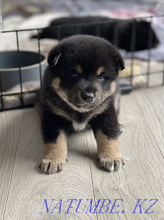 Instagrammable Puppies: Shiba Inu Almaty - photo 3