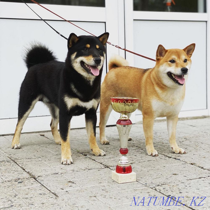 Instagrammable Puppies: Shiba Inu Almaty - photo 1