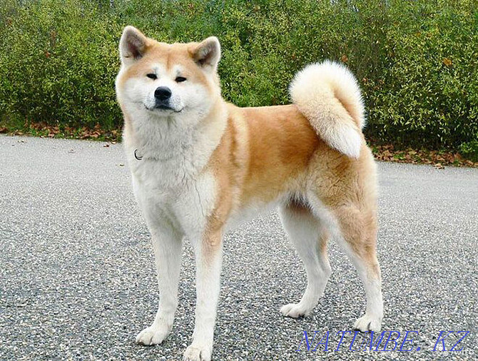 秋田犬，3岁 Астана - photo 1