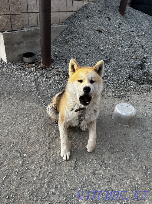 Shenok Akita Astana - photo 1