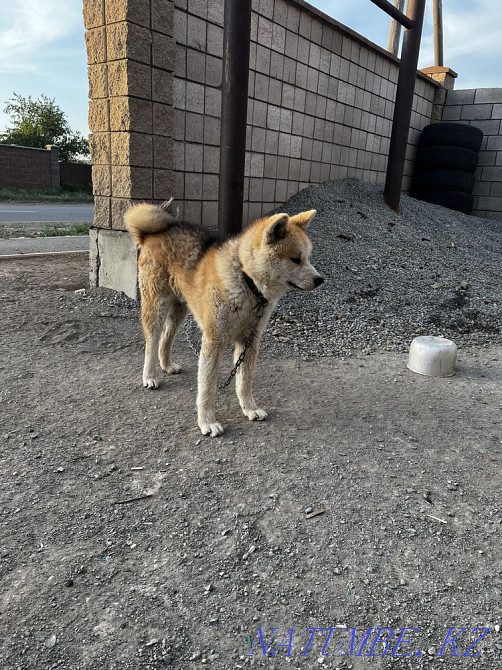 Shenok Akita Astana - photo 4