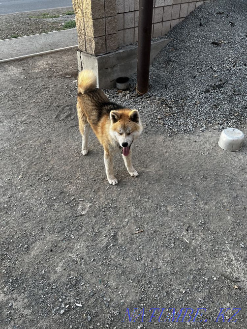 Shenok Akita Astana - photo 3