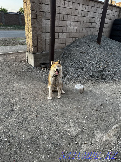 Shenok Akita Astana - photo 2