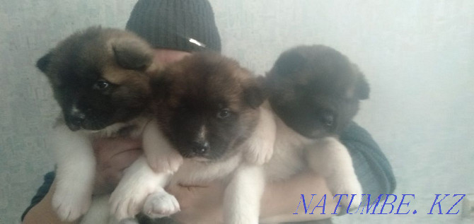 American Akita puppies for sale Pavlodar - photo 1