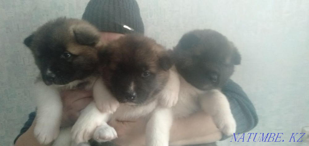 Продам щенков американской акиты Павлодар - изображение 1