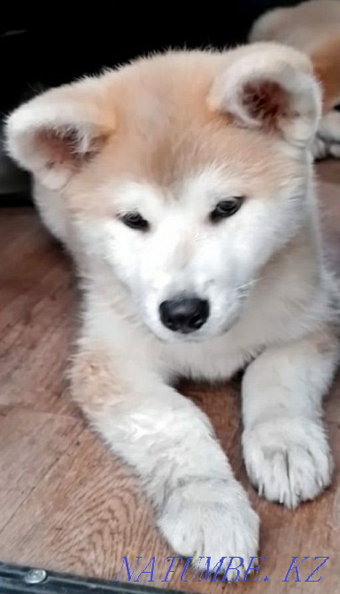 Akita Inu (Hachiko) puppies for sale, vaccinated, dewormed. Ust-Kamenogorsk - photo 5