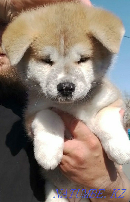 Akita Inu (Hachiko) puppies for sale, vaccinated, dewormed. Ust-Kamenogorsk - photo 1