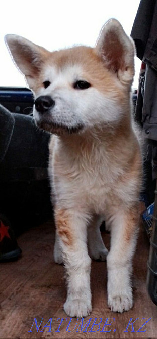 Akita Inu (Hachiko) puppies for sale, vaccinated, dewormed. Ust-Kamenogorsk - photo 3