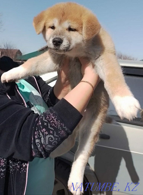 Akita Inu (Hachiko) puppies for sale, vaccinated, dewormed. Ust-Kamenogorsk - photo 2