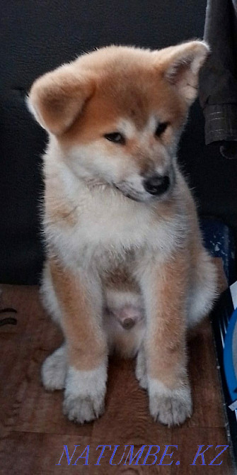 Akita Inu (Hachiko) puppies for sale, vaccinated, dewormed. Ust-Kamenogorsk - photo 4
