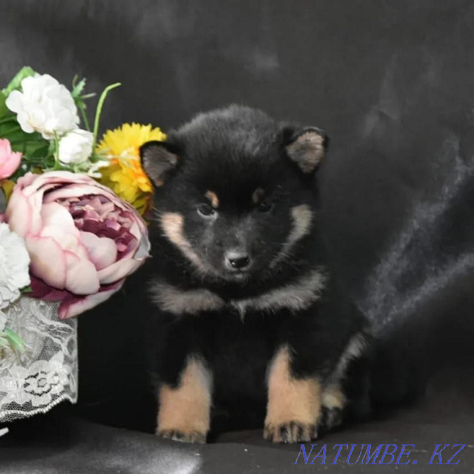 Excellent Shiba Inu puppies Pavlodar - photo 1