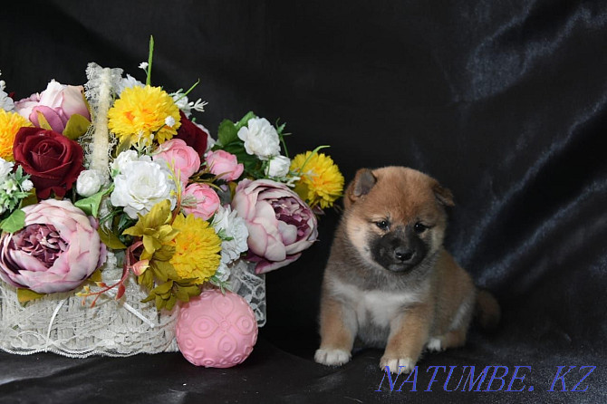 Excellent Shiba Inu puppies Pavlodar - photo 2