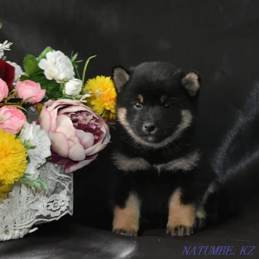 Excellent Shiba Inu puppies Pavlodar - photo 3