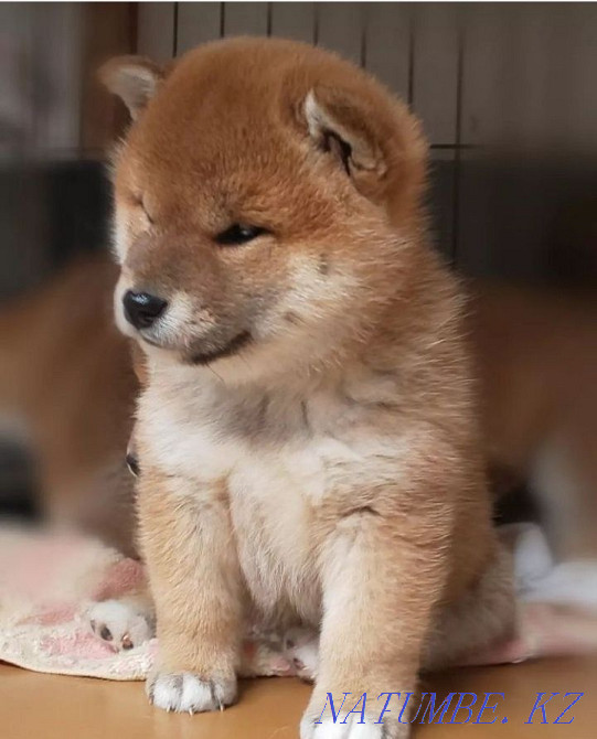 Gorgeous Shiba Inu puppies ready to move to a new home Aqtobe - photo 3
