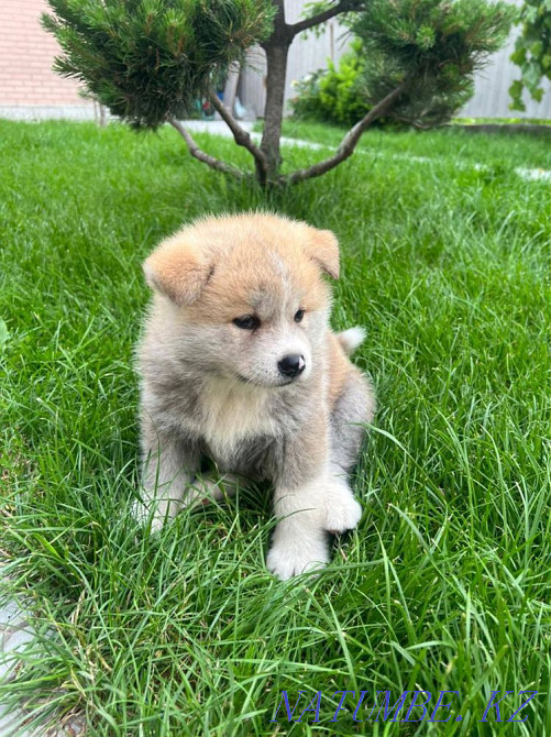 Akita inu puppy Акжар - photo 1