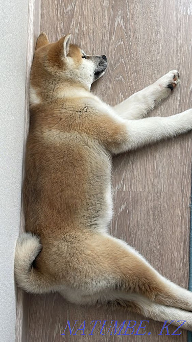 Puppy Akita inu (hachiko) Astana - photo 2