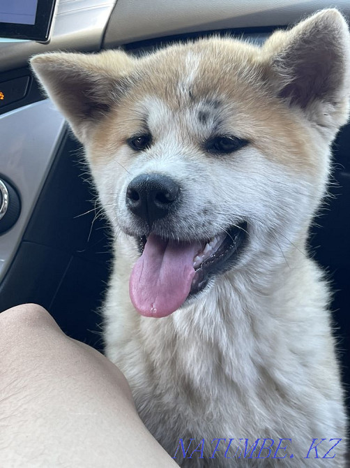 Puppy Akita inu (hachiko) Astana - photo 6