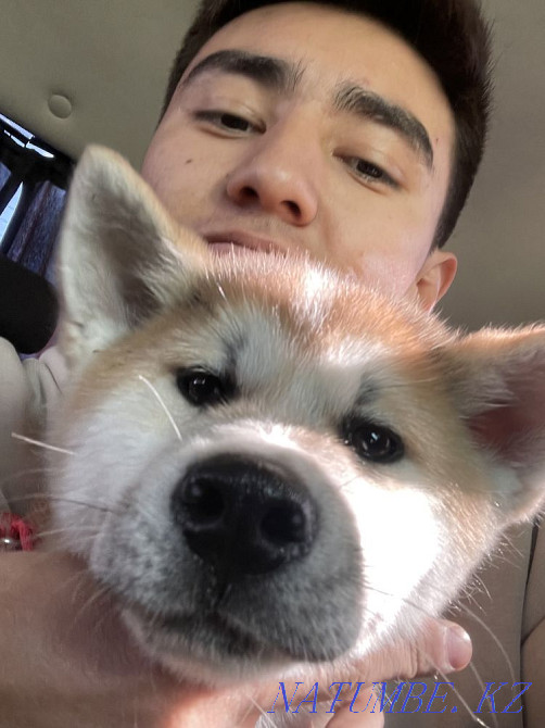Puppy Akita inu (hachiko) Astana - photo 3