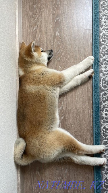 Puppy Akita inu (hachiko) Astana - photo 4