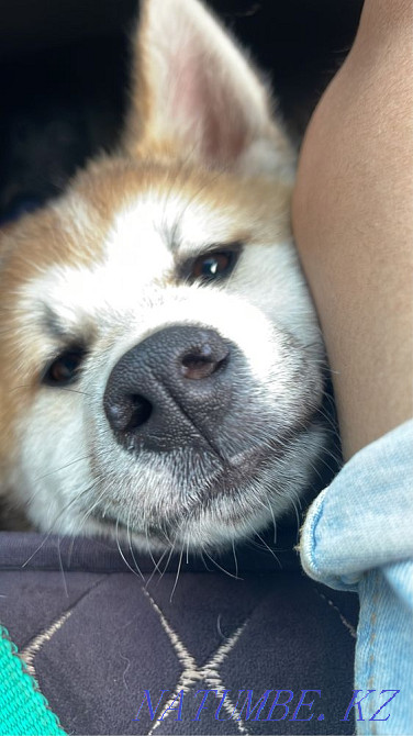 Puppy Akita inu (hachiko) Astana - photo 1