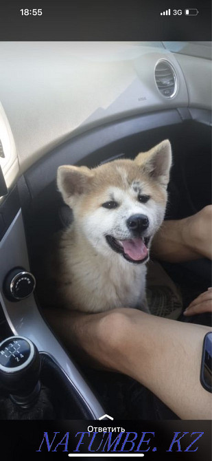 Puppy Akita inu (hachiko) Astana - photo 5