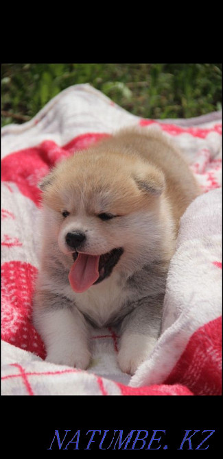 Щенки японской акмты Алматы - изображение 3