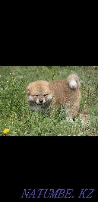 Щенки японской акмты Алматы - изображение 5