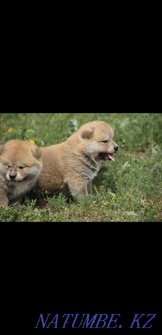 Щенки японской акмты Алматы - изображение 2