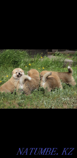 Щенки японской акмты Алматы - изображение 1