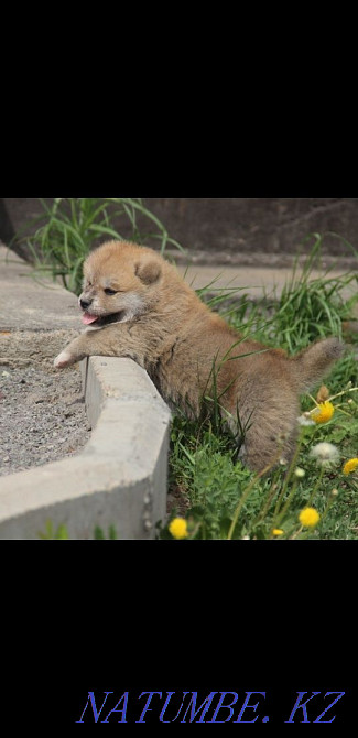 Щенки японской акмты Алматы - изображение 4