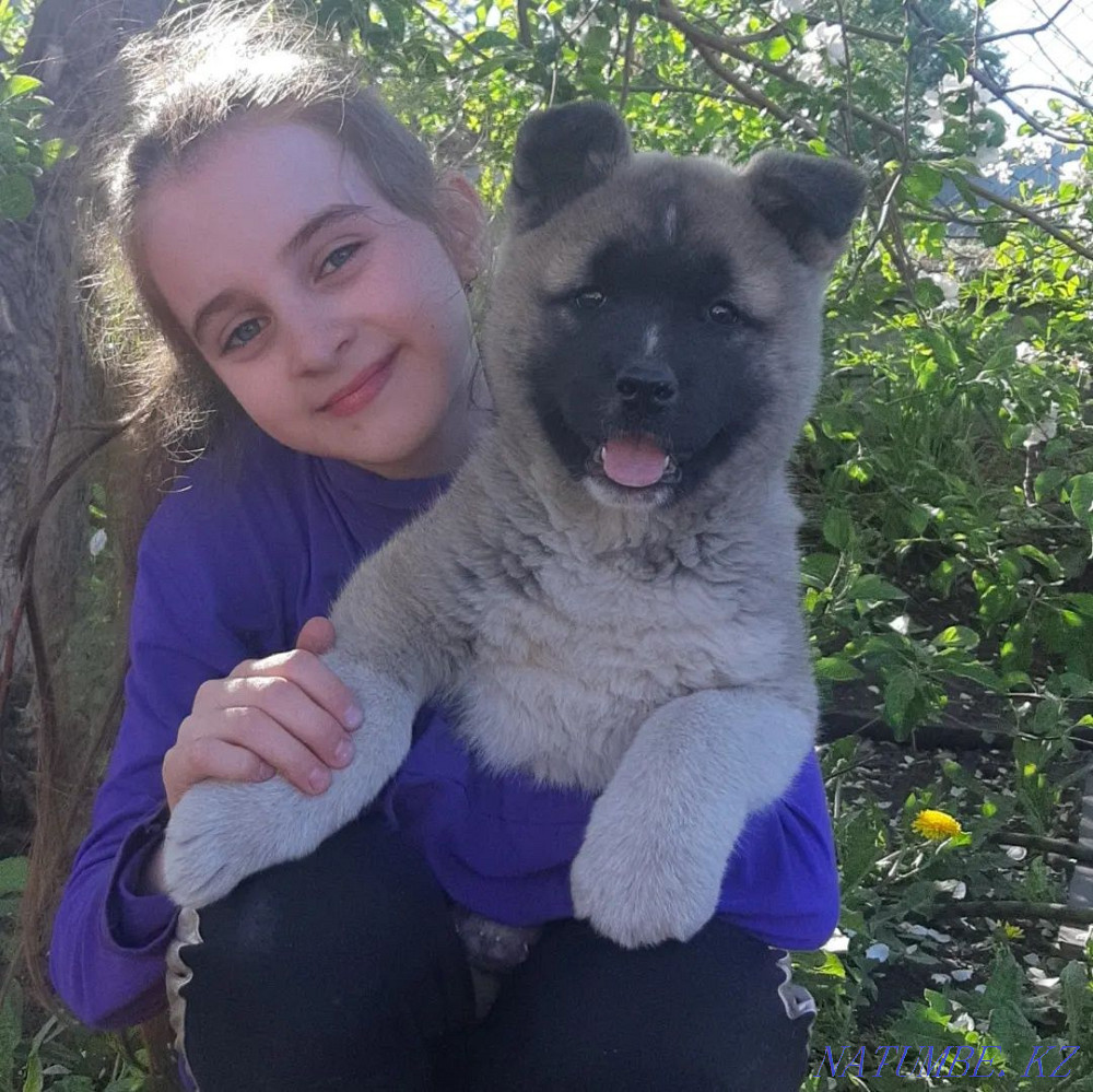 American Akita girl for sale.  - photo 4