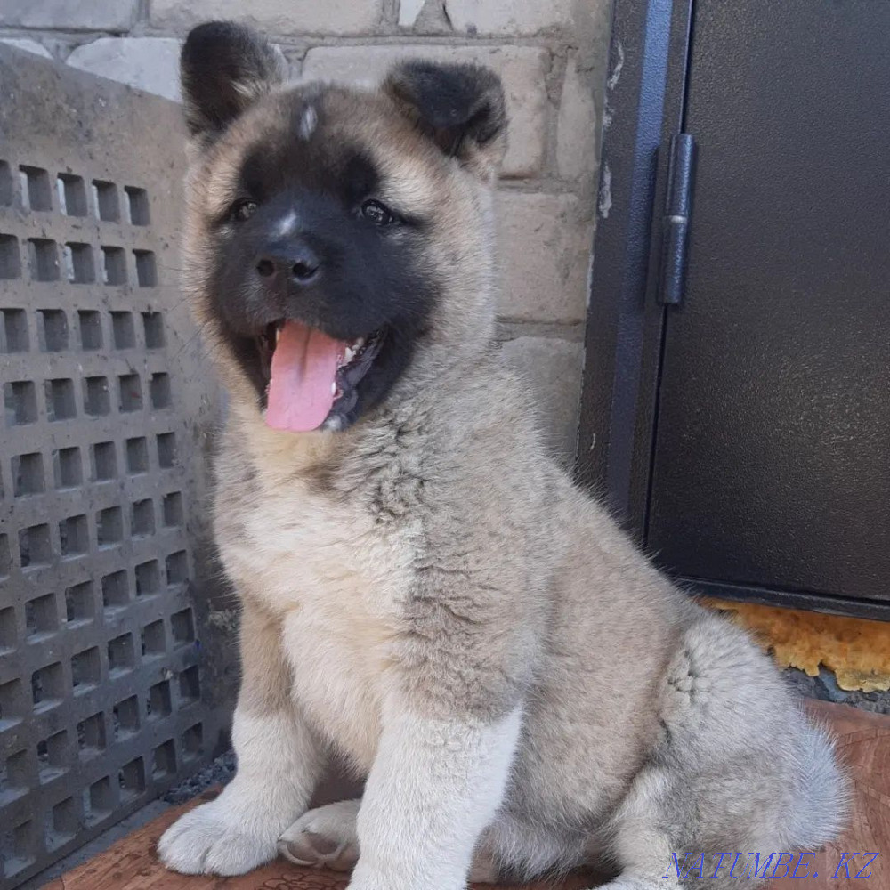American Akita girl for sale.  - photo 5