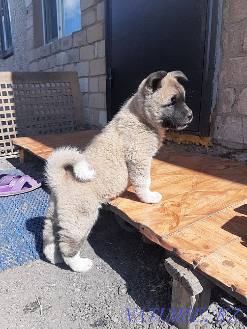 American Akita girl for sale.  - photo 7