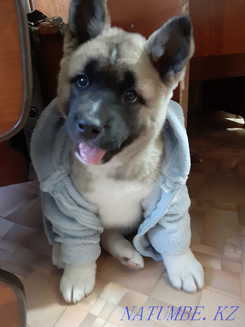 Продаётся девочка американской акиты. Караганда - изображение 2
