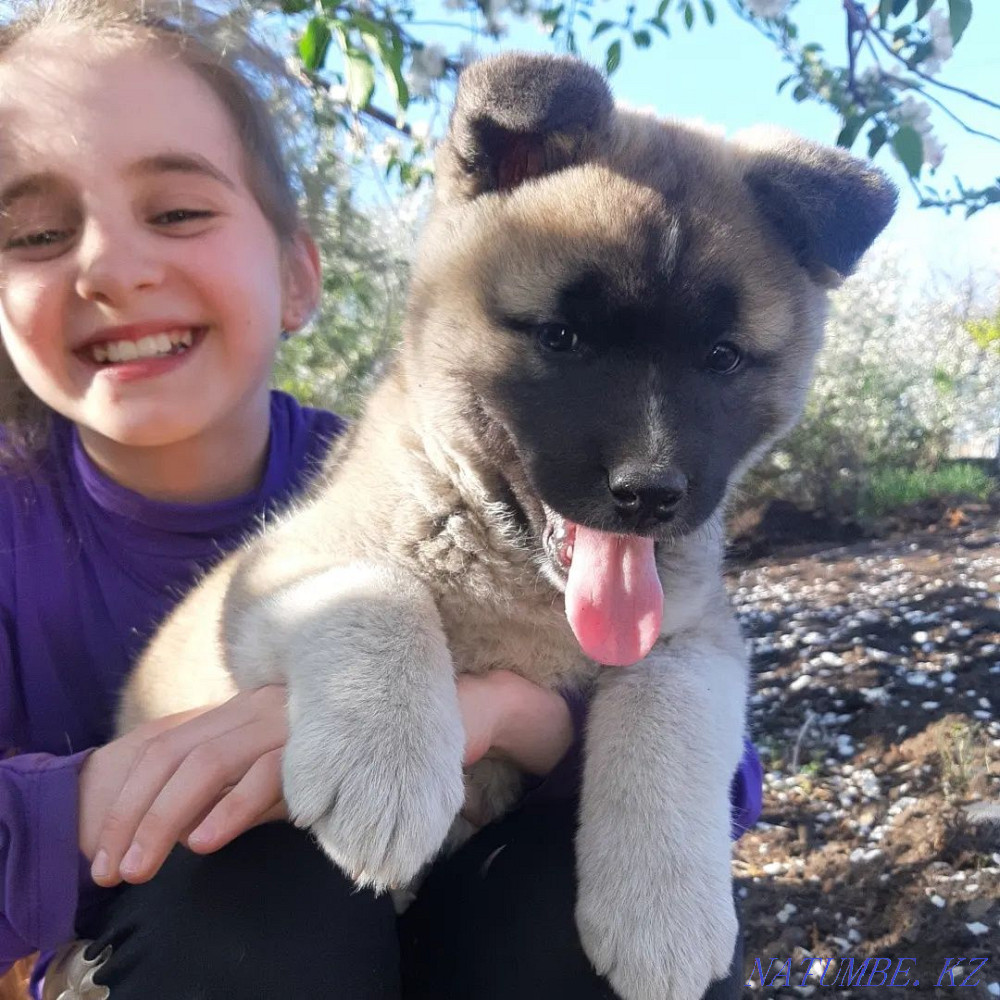 Продаётся девочка американской акиты. Караганда - изображение 3