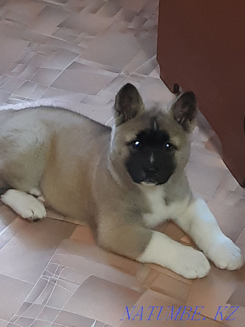 Продаётся девочка американской акиты. Караганда - изображение 1