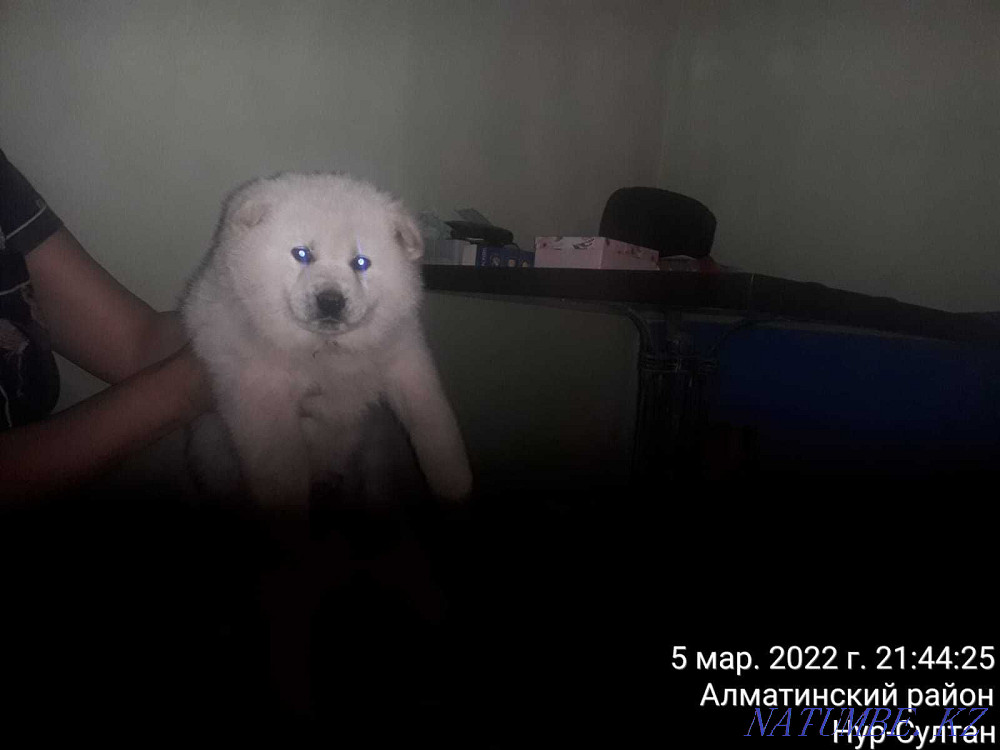Akita puppies Astana - photo 1