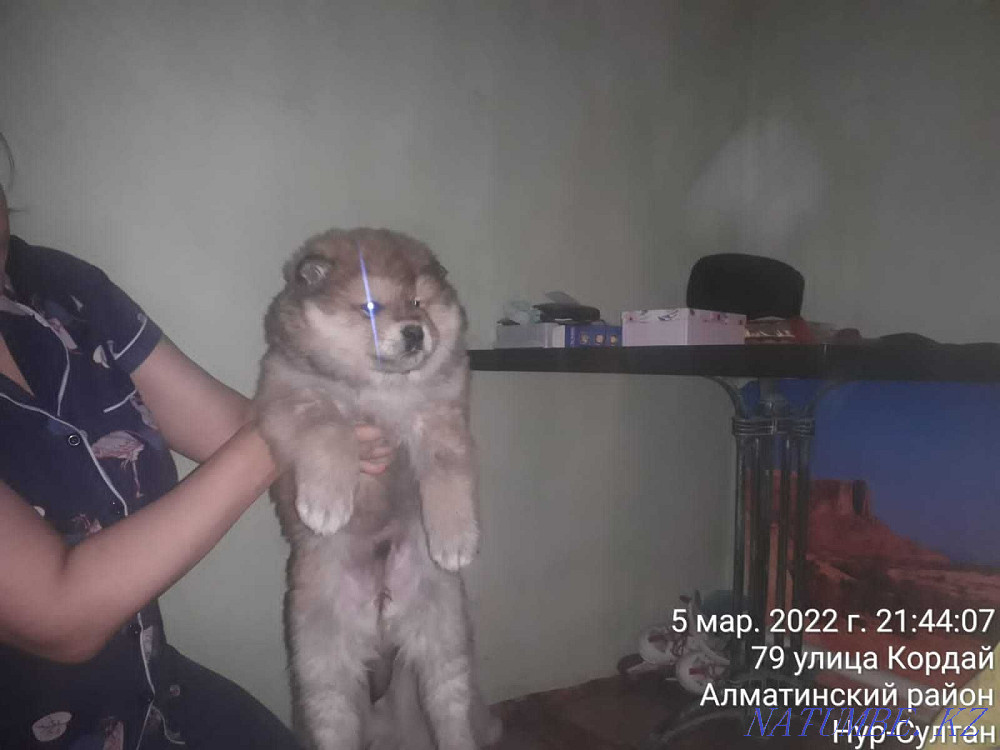 Akita puppies Astana - photo 2
