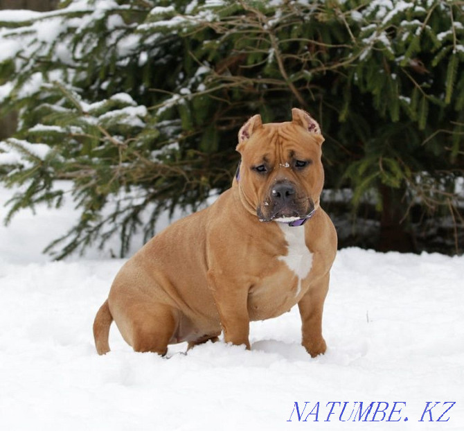 american bully puppies Kokshetau - photo 2