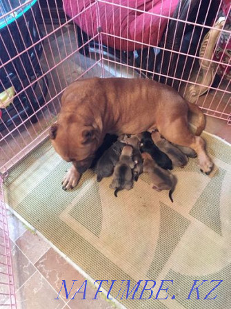 american bully puppies Kokshetau - photo 3